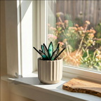 Agave Plant