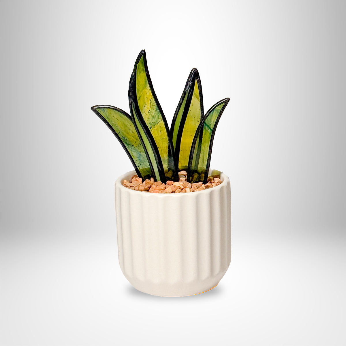 Snake Plant - Small