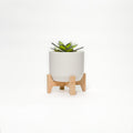 Succulent