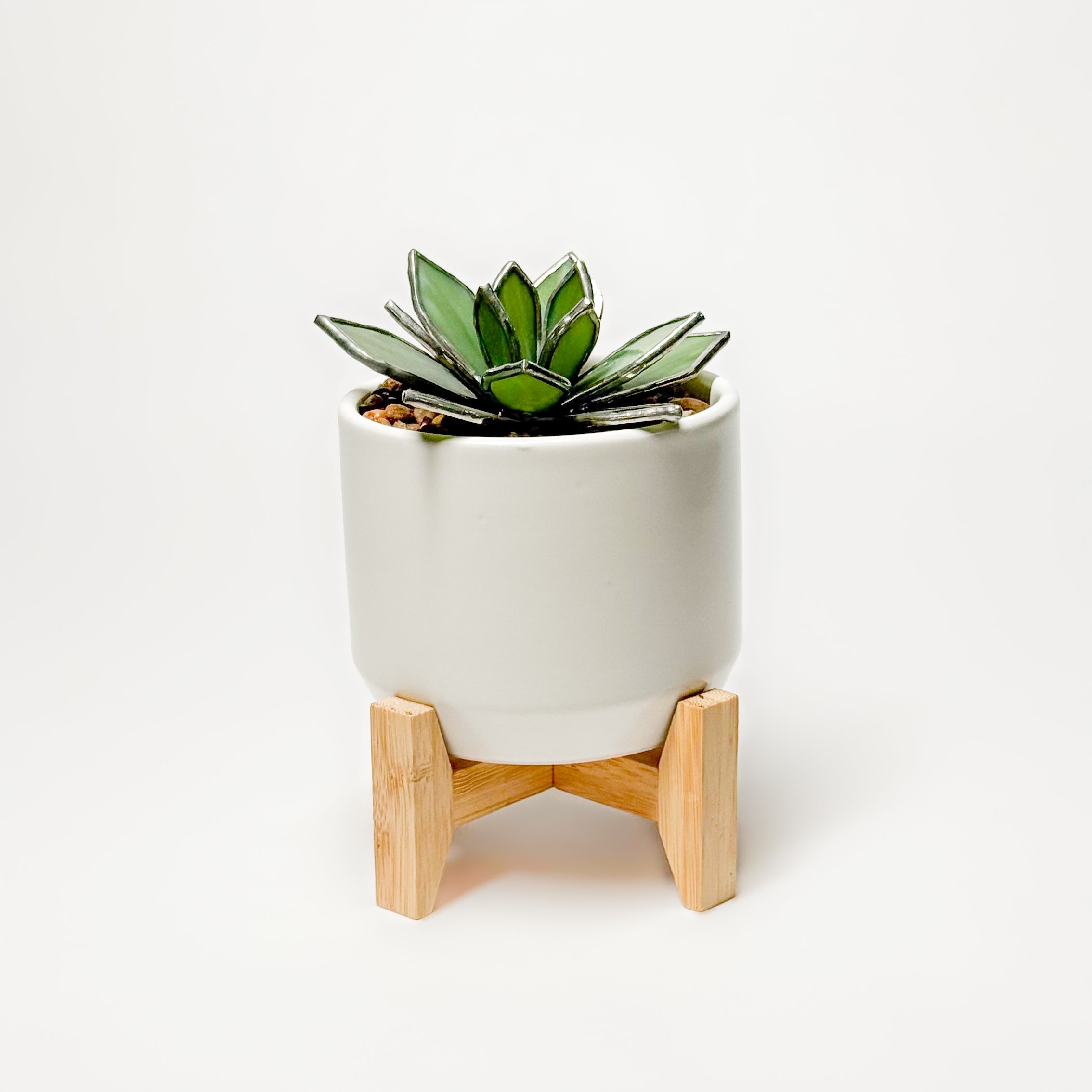 Hens & Chicks Succulent