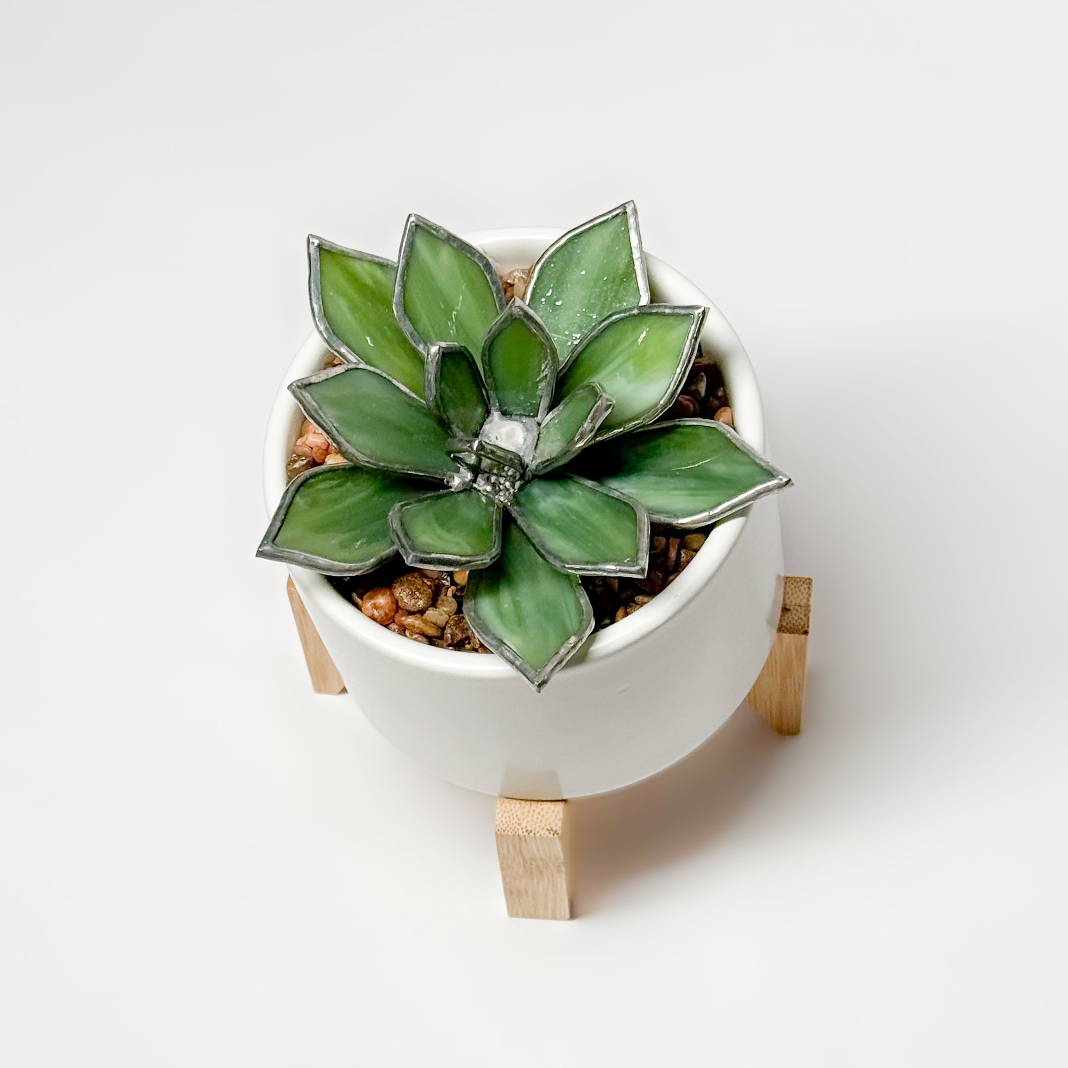 Hens & Chicks Succulent