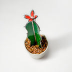 Sentia Cactus