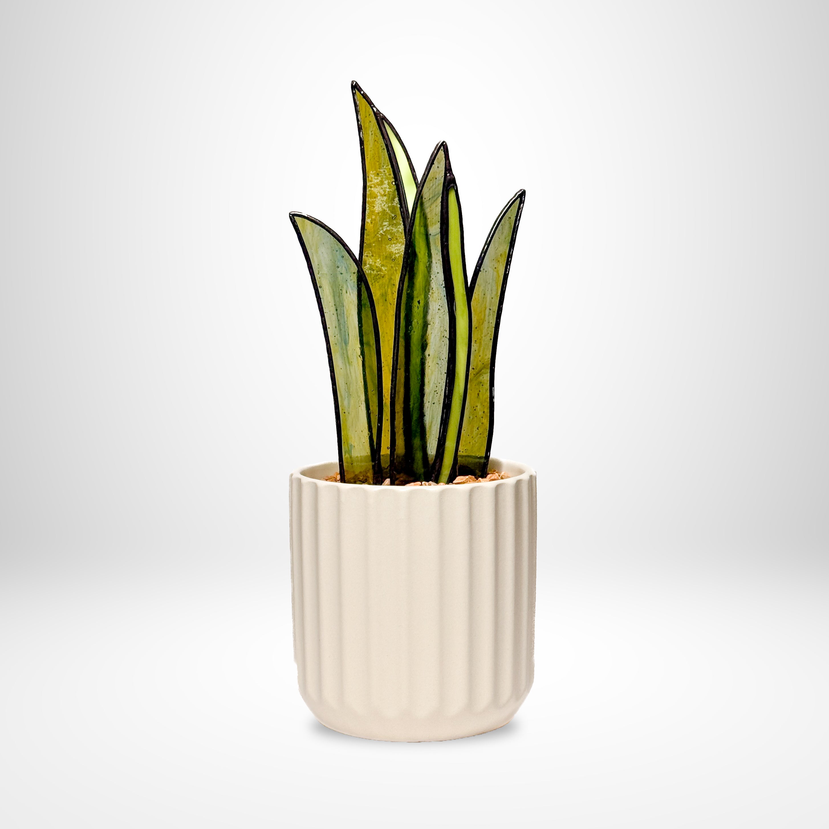 Snake Plant