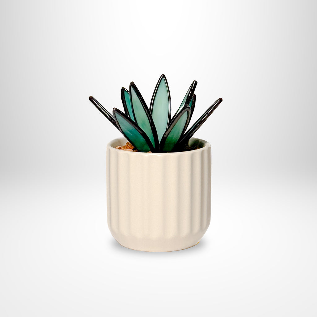 Agave Plant