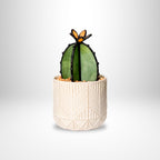 Barrel Cactus - Opaque